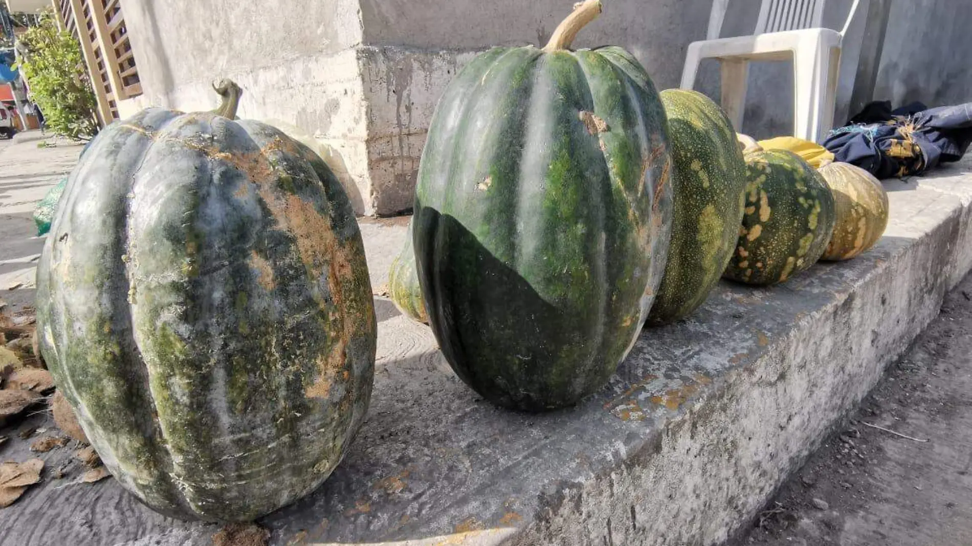 Calabazas y cilantro criollo de venta en mercados rodantes del norte de Veracruz